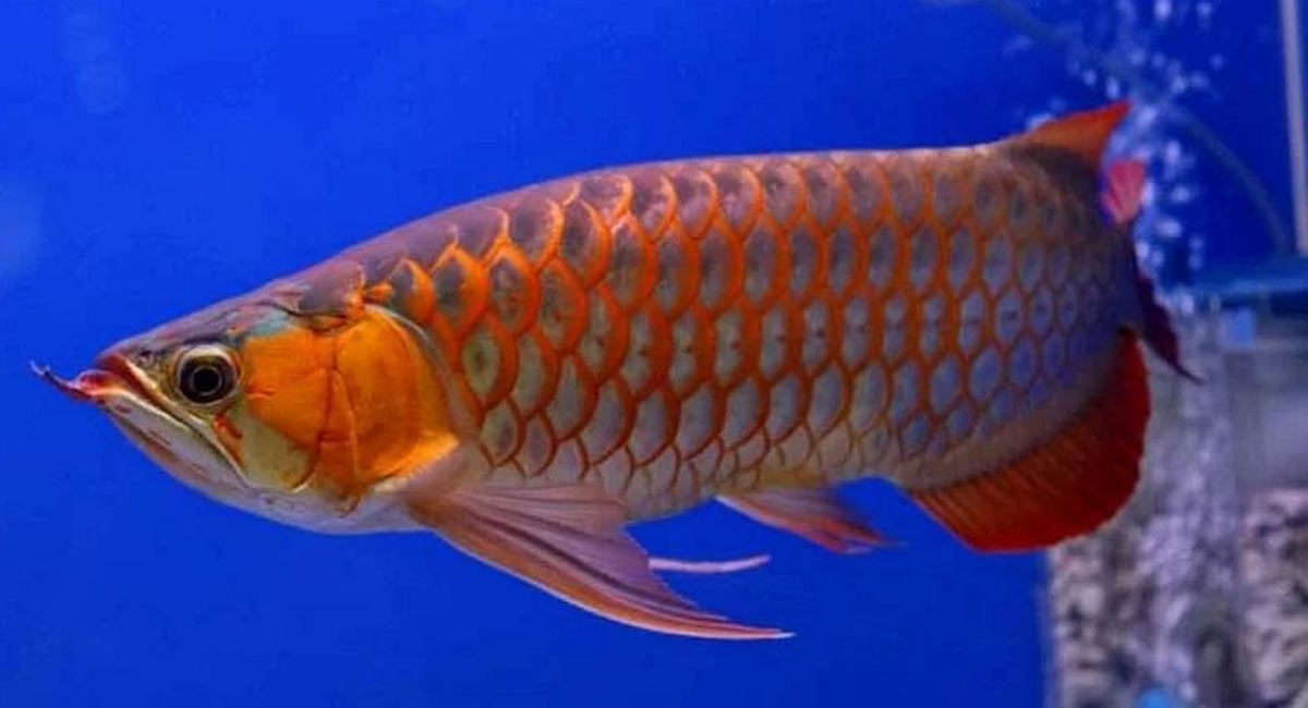 Fish : మూడు కోట్లు విలువ చేసే చేప‌.. దీనికి ప్ర‌త్యేకంగా సెక్యూరిటీ..!