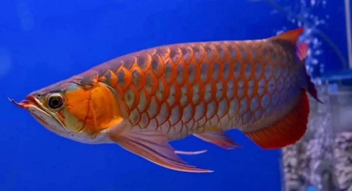dragon fish or asian arowana so expensive