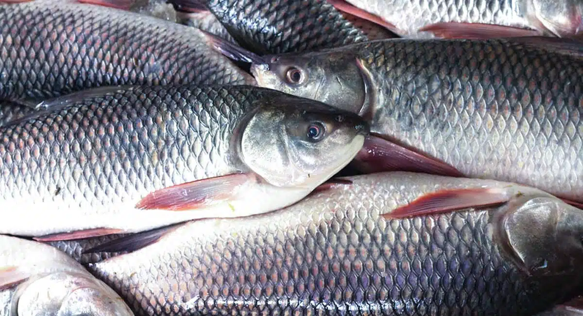 fish side effects of eating