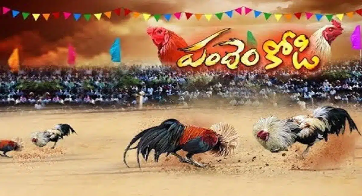 tollywood actor lost 25 lakhs in kodi pandalu