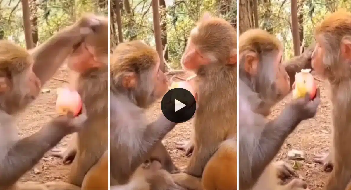 Viral Video the monkey actions video viral