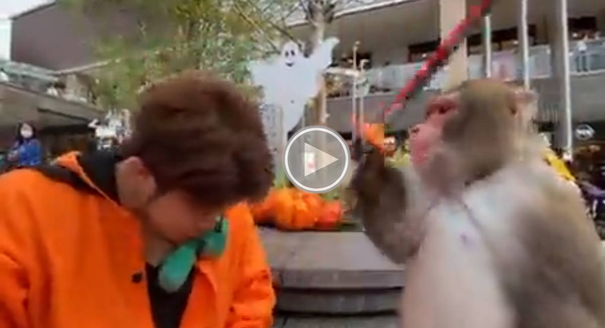 joke with a monkey the battered monkey Viral Video