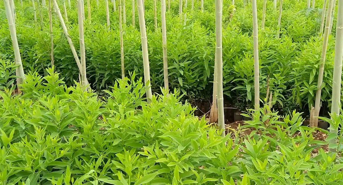 srigandham crop gives better profits