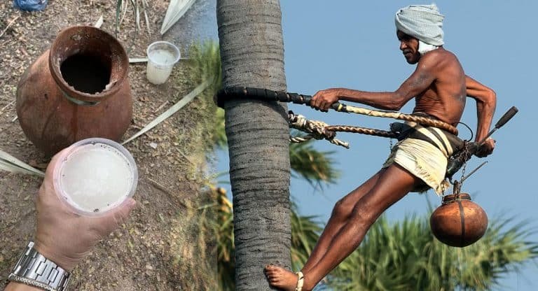 Costly Toddy : ఈ కల్లు బాగా కాస్ట్లీ ..  ఒక్క సీసా ధర రూ.500.. ఎందుకో తెలుసా?