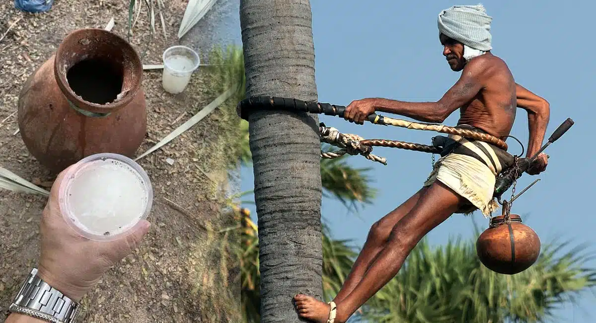 do you know this toddy is very costly