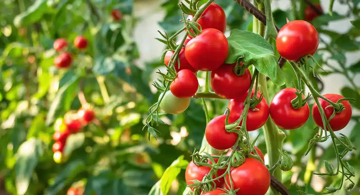 eating too much tomato should not endanger the kidneys