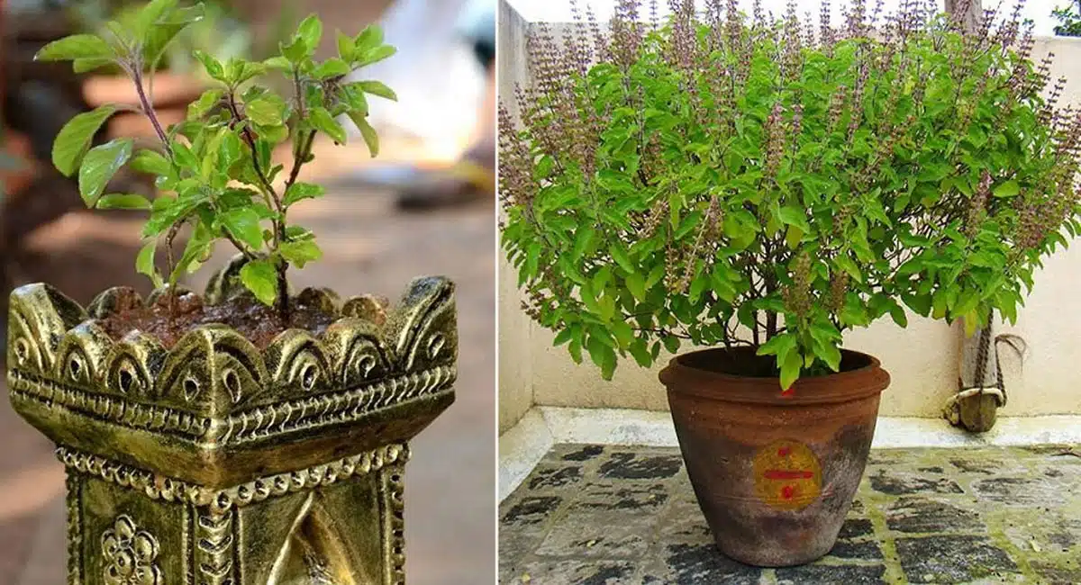 reasons for worshiping Tulsi plant at home what do the myths say