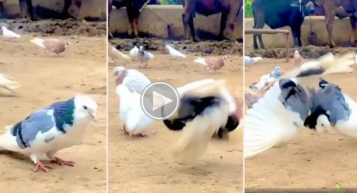 Viral Video this pigeon is not normal