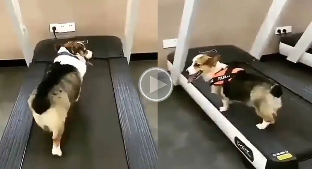 dog teaching jogging in Viral Video