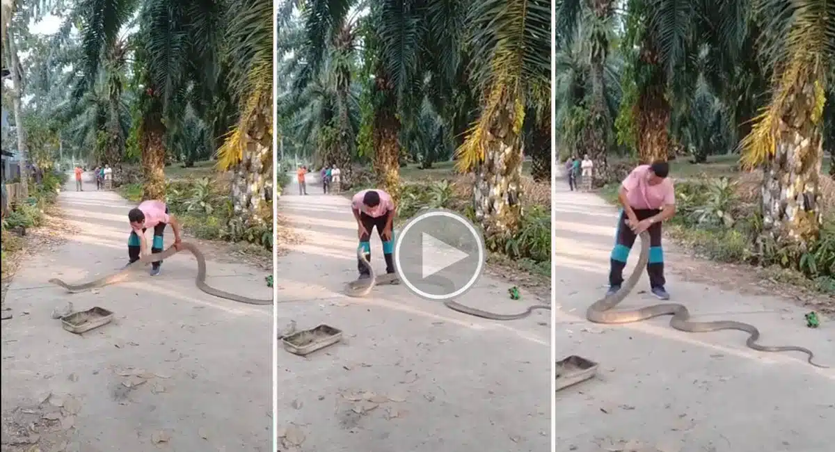 snake catcher catched 14 feet snake with bare hands video got viral