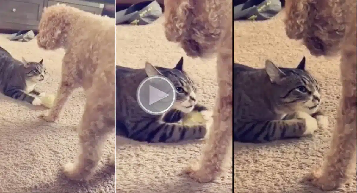 the cats behavior was not normal