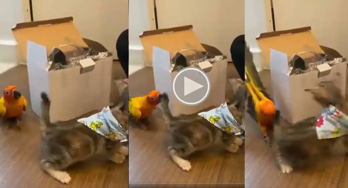 naughty parrot in Cat video viral 