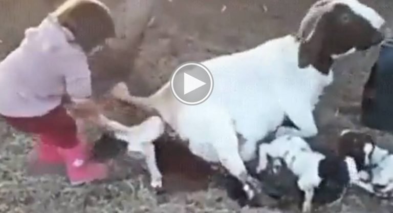 Viral Video : ఈ బుల్లి వెటర్నరీ డాక్టర్ ..చిన్న మేక పిల్లను తన తల్లి నుంచి ఎలా బయటకు తీసిందో చూడండి..