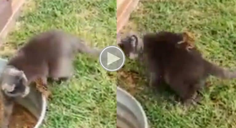 Viral Video : పిల్లిని ఆటపట్టించిన ఉడుత.. వీడియో వైరల్!