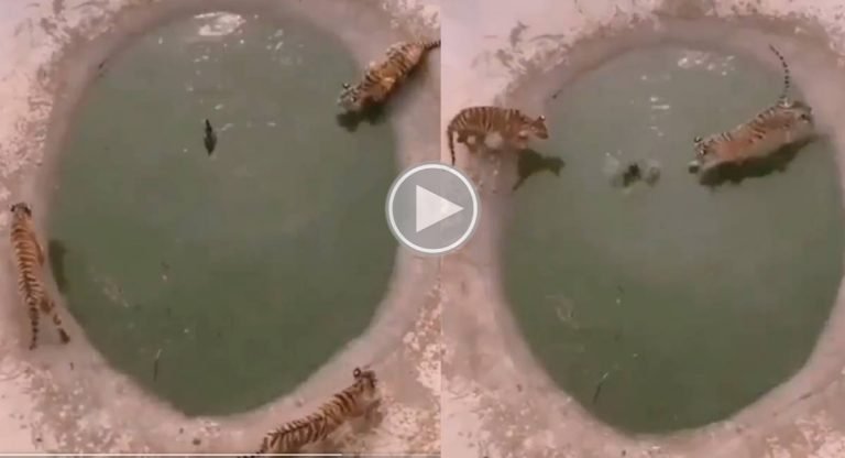 Viral Video : పులులను ఆటపట్టిస్తున్న బాతు.. టైగర్స్ భీకర దాడిలో చివరకు. వైరల్ వీడియో..!