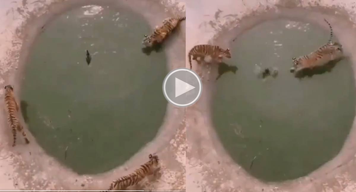 tigers attack on duck video viral in internet