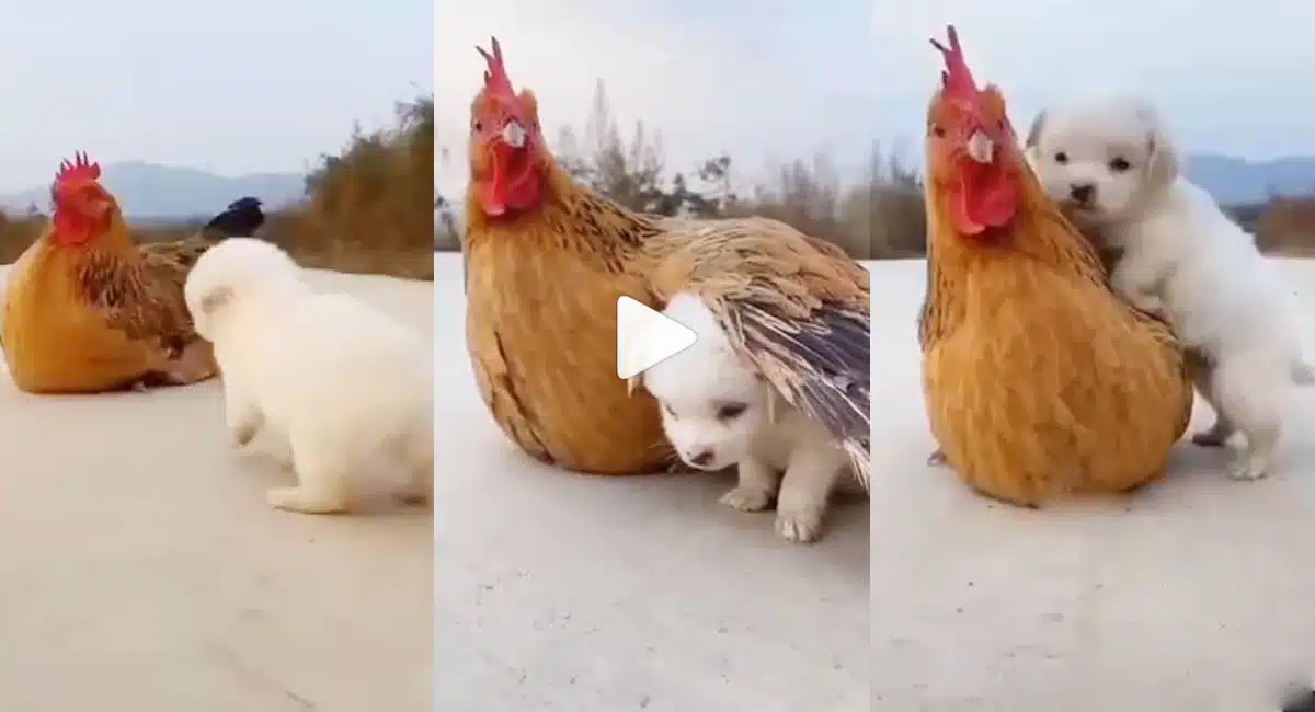 viral video of puppy and hen