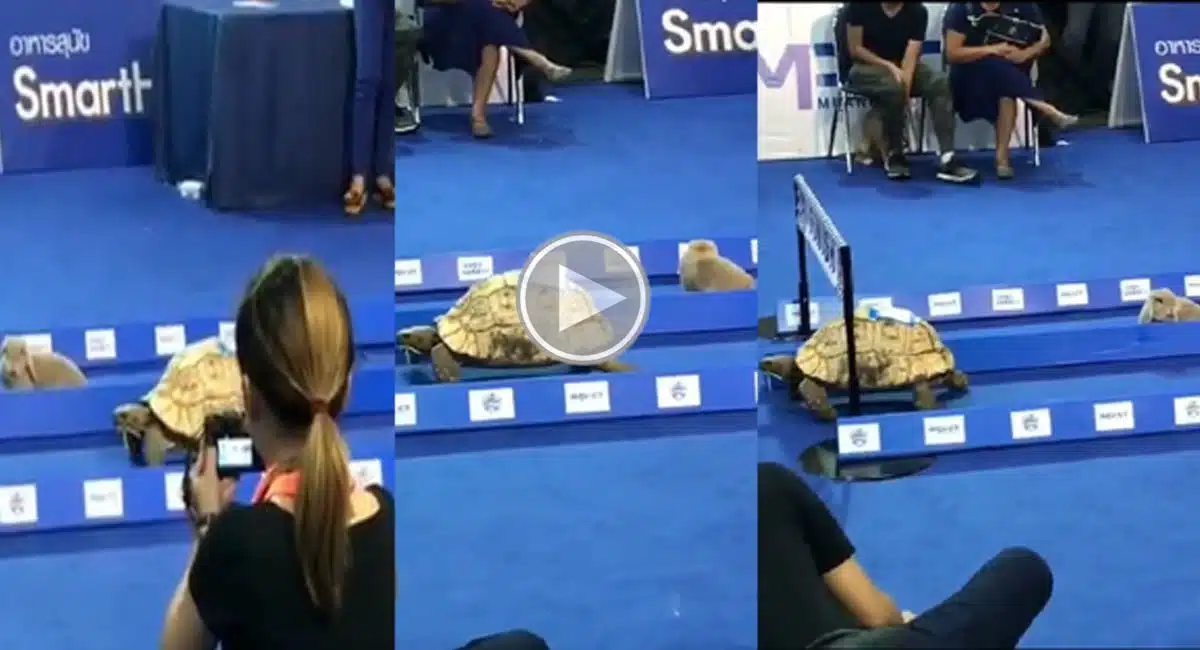 Rabbit and Tortoise running race goes viral video