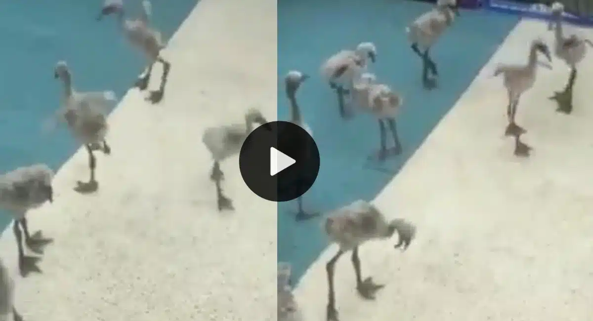  storks video viral in social media