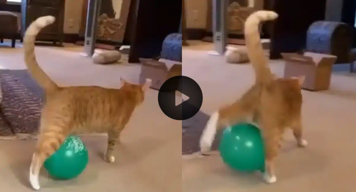 Viral video cat playing football with a balloon its a different level