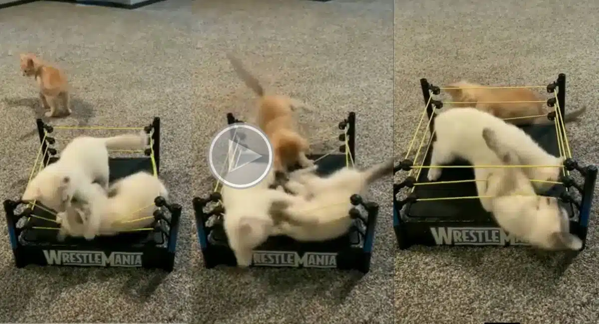 Viral Video cats boxing‌ of these cats is not normal  see‌