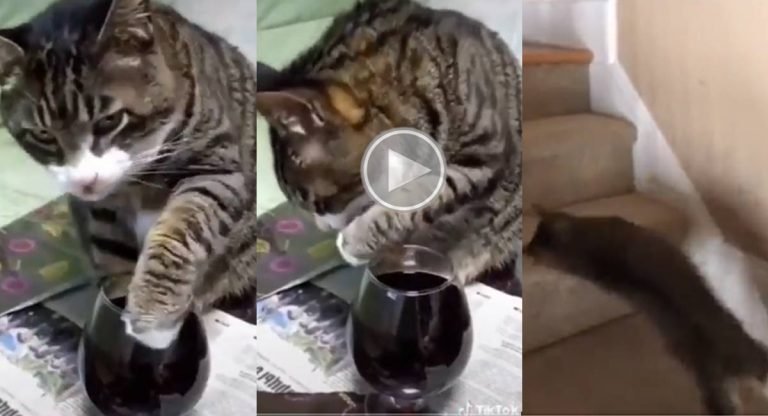 Viral Video : 90ML మందేసిన పిల్లి.. కిక్కే కిక్కు.. నడవలేకపోతున్నది.. ఈ వీడియో చూస్తే న‌వ్వాపుకోలేరు..!