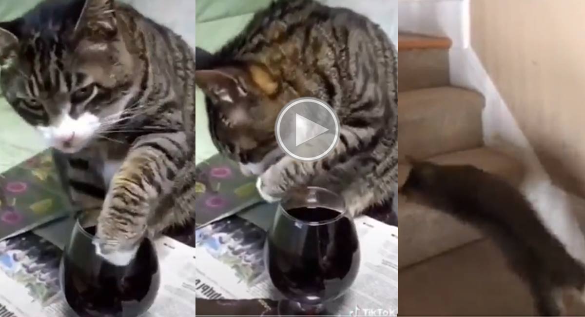 cat drink wine viral video