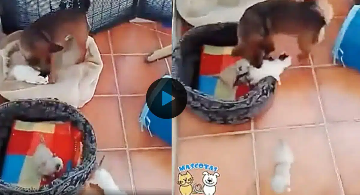 dog video viral in social media
