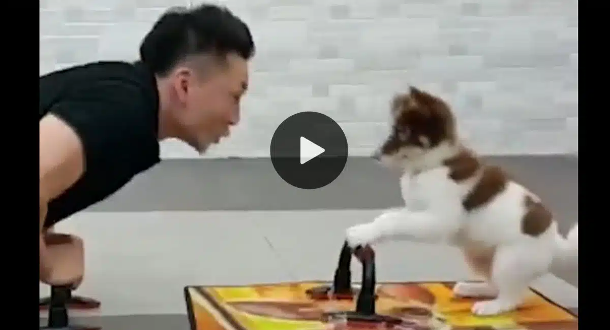 dog doing push ups In video viral