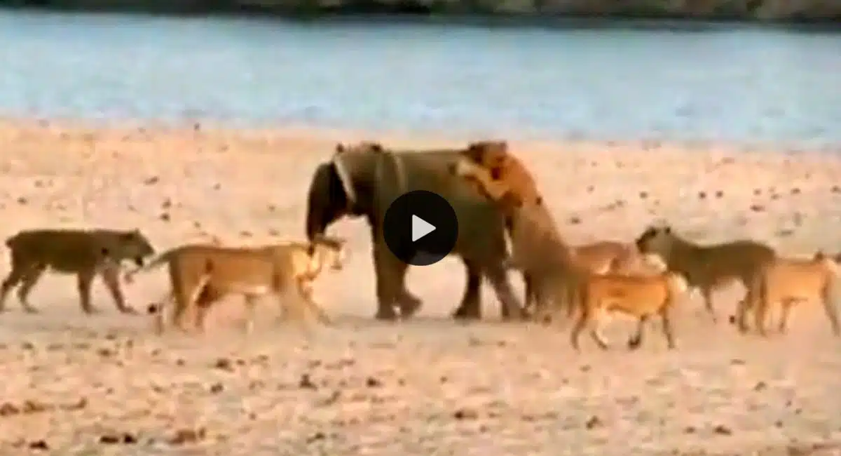 elephant cub threatening lions Viral Video