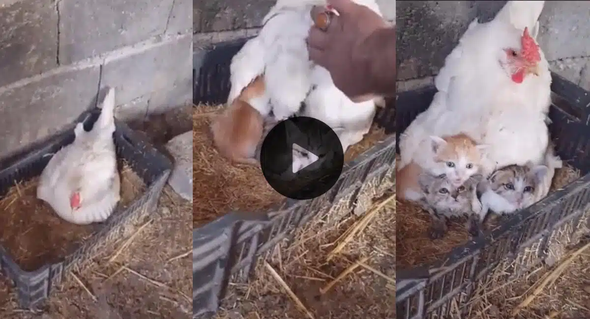 this hen hatched kitten video got viral