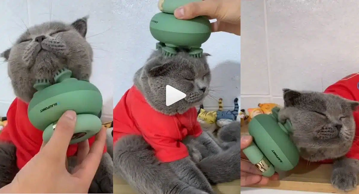 cat undergoing massage in Viral Video