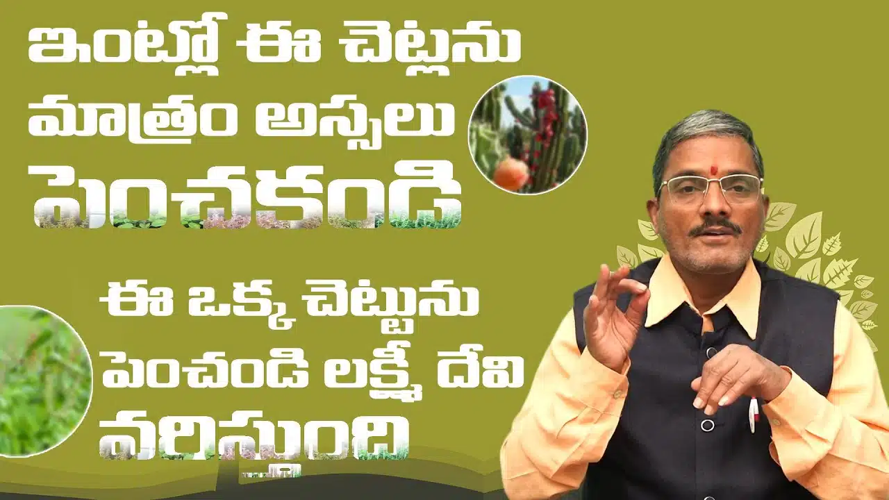 Lakshmi Devi Indoor Plants outdoor plants Tips
