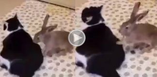 rabbit in Cat video viral in internet