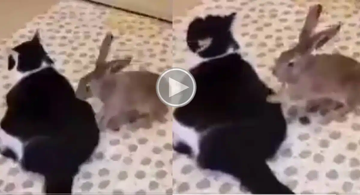 rabbit in Cat video viral in internet