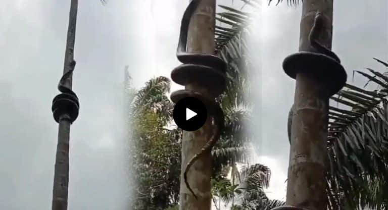 Viral Video : ఈ పామును చూసి మీరు నేర్చుకోవాల్సింది.. చాలా ఉందండోయ్..