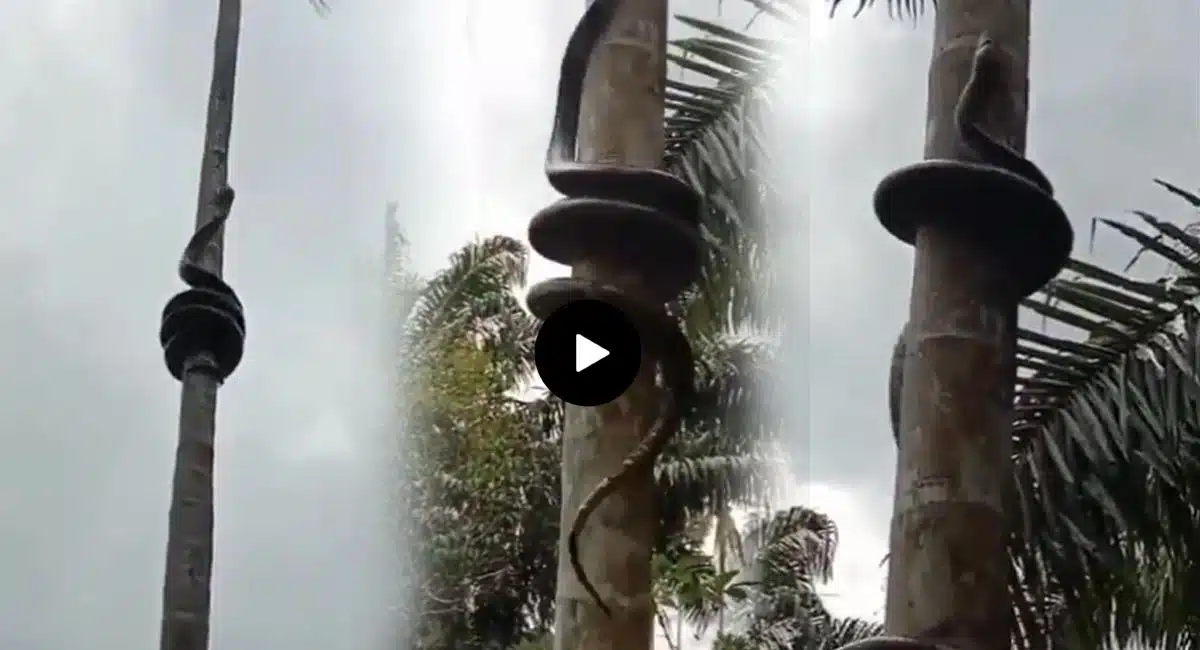 snake video viral in social media