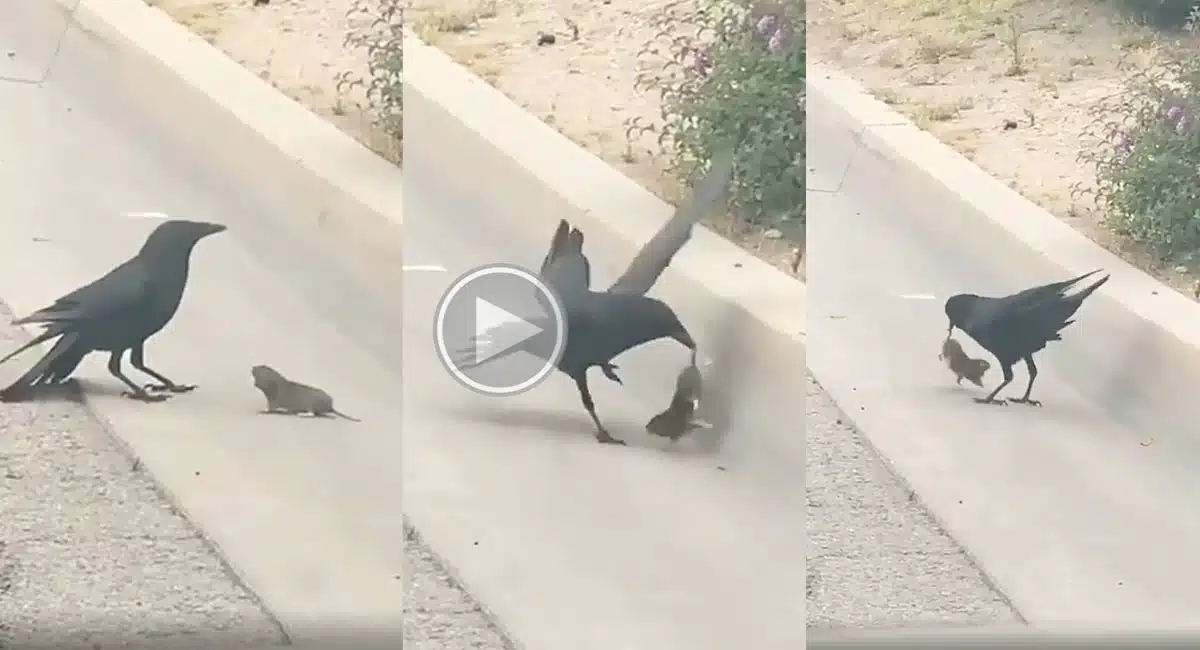 crow mouse fighting video viral in social media