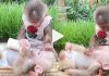 monkeys behaving like humans Viral video