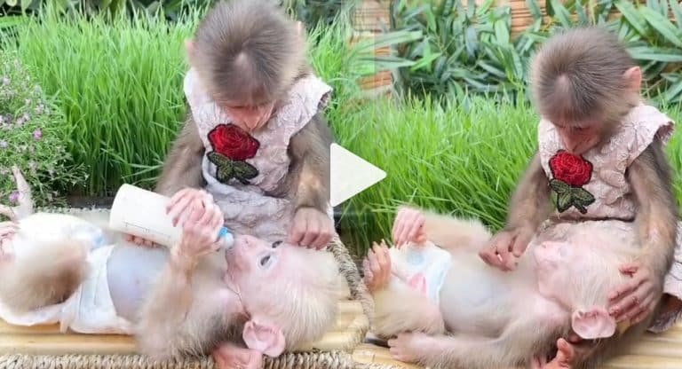 Viral Video : డైపర్ వేసుకున్న కోతిపిల్ల… పాలడబ్బాతో పాలు ఇస్తున్న త‌ల్లి కోతి.. వైర‌ల్ వీడియో..!