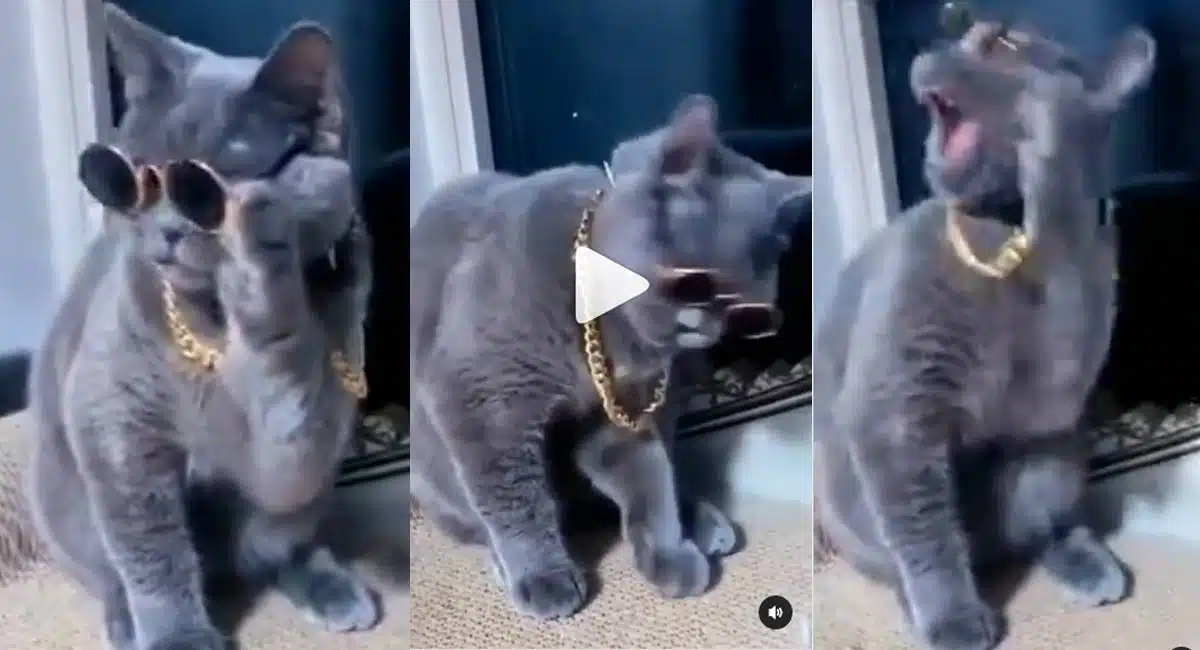 cat expressions very cute video viral