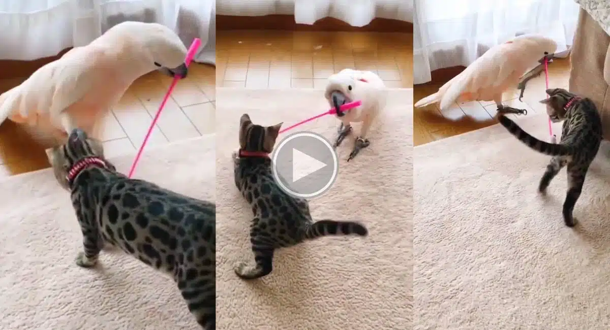 the parrot that teased the cat Viral Video
