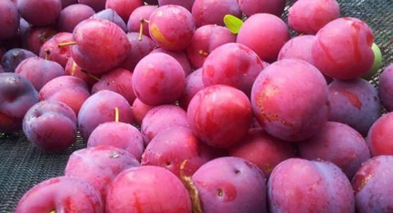Health Tips : ఆల్ బుకారా తినండి.. అధిక బరువుతో పాటు గుండె సమస్యలనూ దూరం చేసుకోండి!