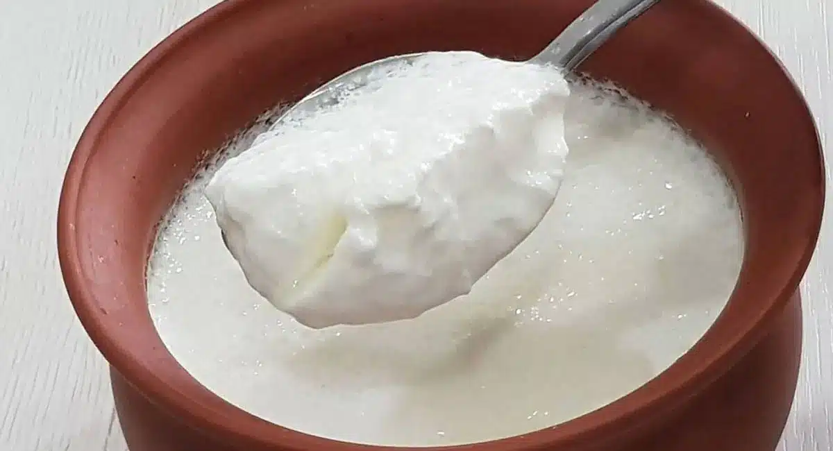 benefits of curd eating curd during periods is safe or not it is true or a myth know about it