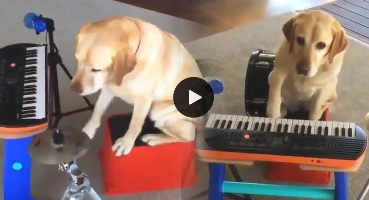 dog playing music video viral