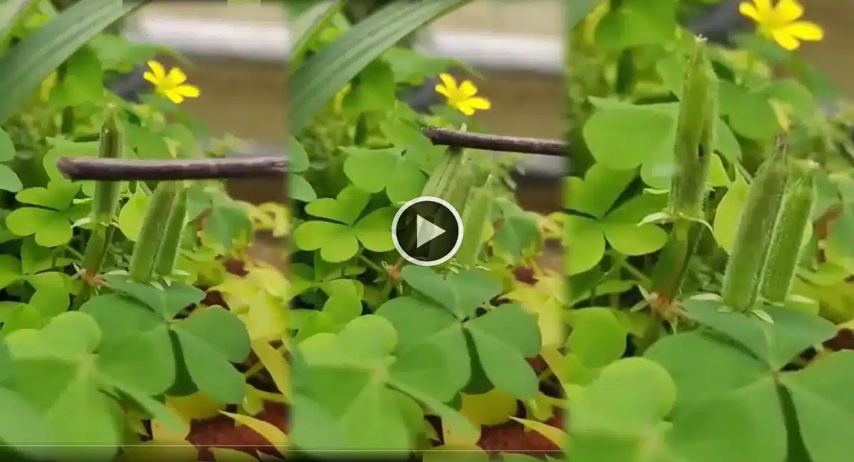 have you ever seen a plant which shoots its seeds video viral