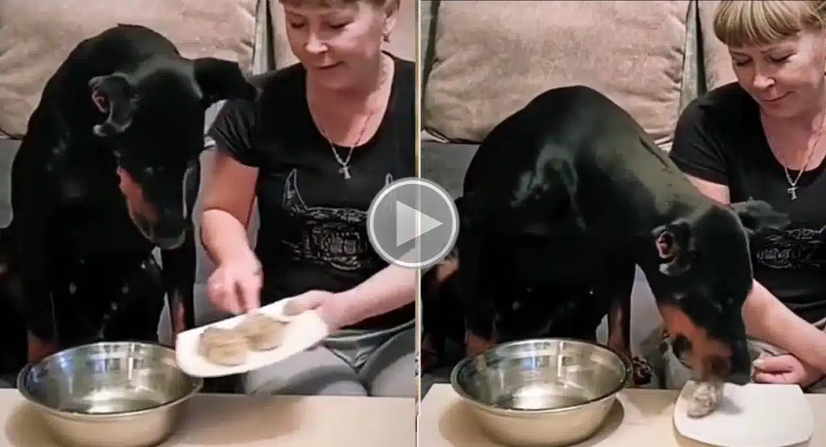 dog video viral in social media