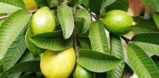 Easily loss the weight our body with Guava leaves