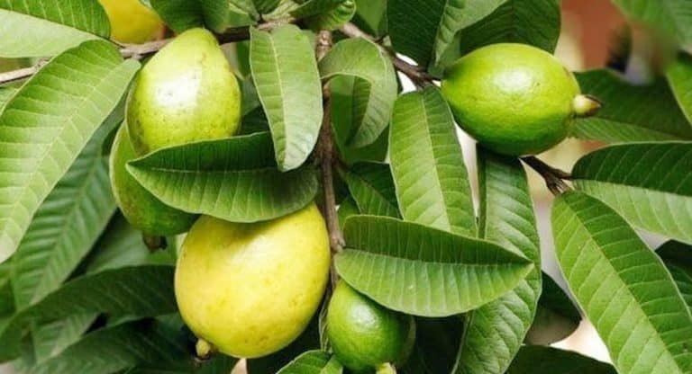 Weight loss : మీకు తెలుసా…. జామ ఆకుల‌తో సులువుగా బ‌రువు త‌గ్గ‌వ‌చ్చు….