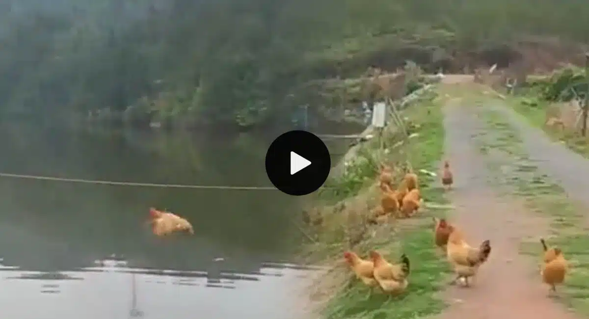 flying hen to cross river video viral
